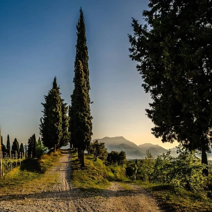 Cooking Class e Degustazione Vini tra i Vigneti della Valtenesi 2 Cooking Class e Degustazione Vini tra i Vigneti della Valtenesi 2